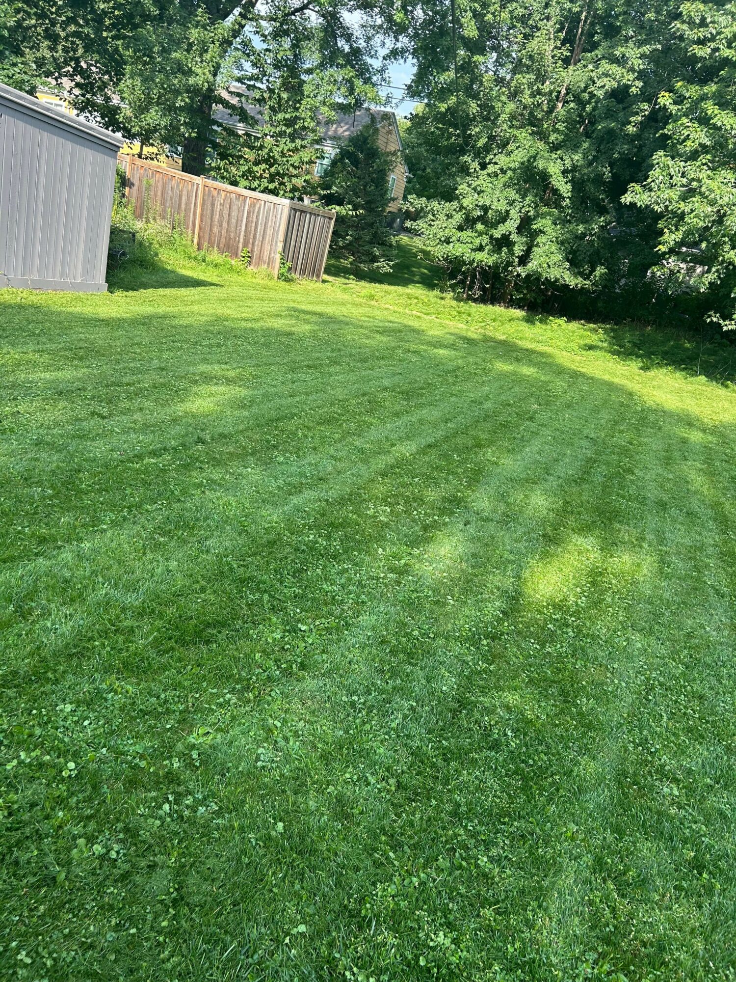 Lush green lawn with trees and a wooden fence in the background, viewed from the side, rotated for upright viewing.