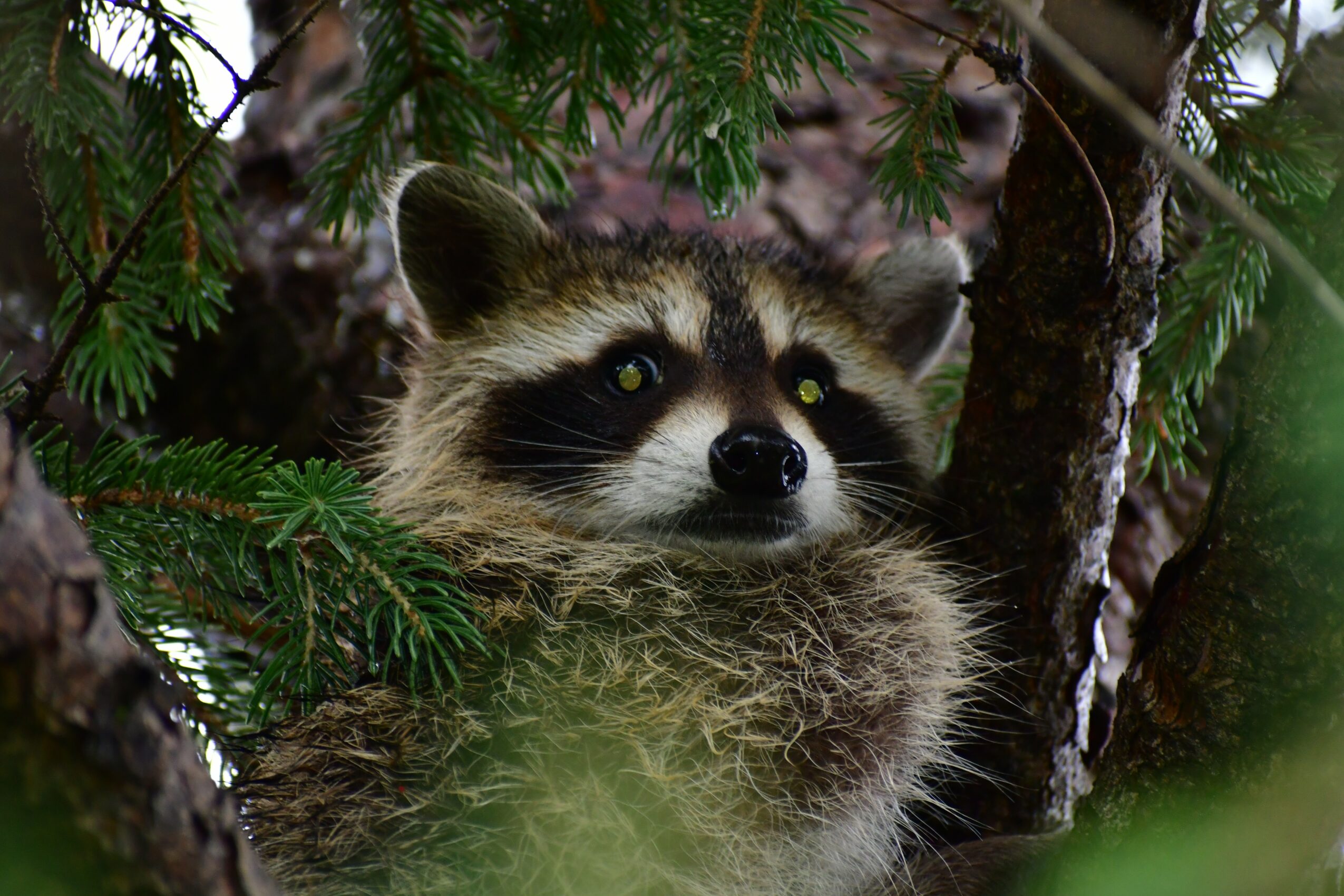 Young raccoon peeking through tree branches with green foliage, looking directly at the camera.