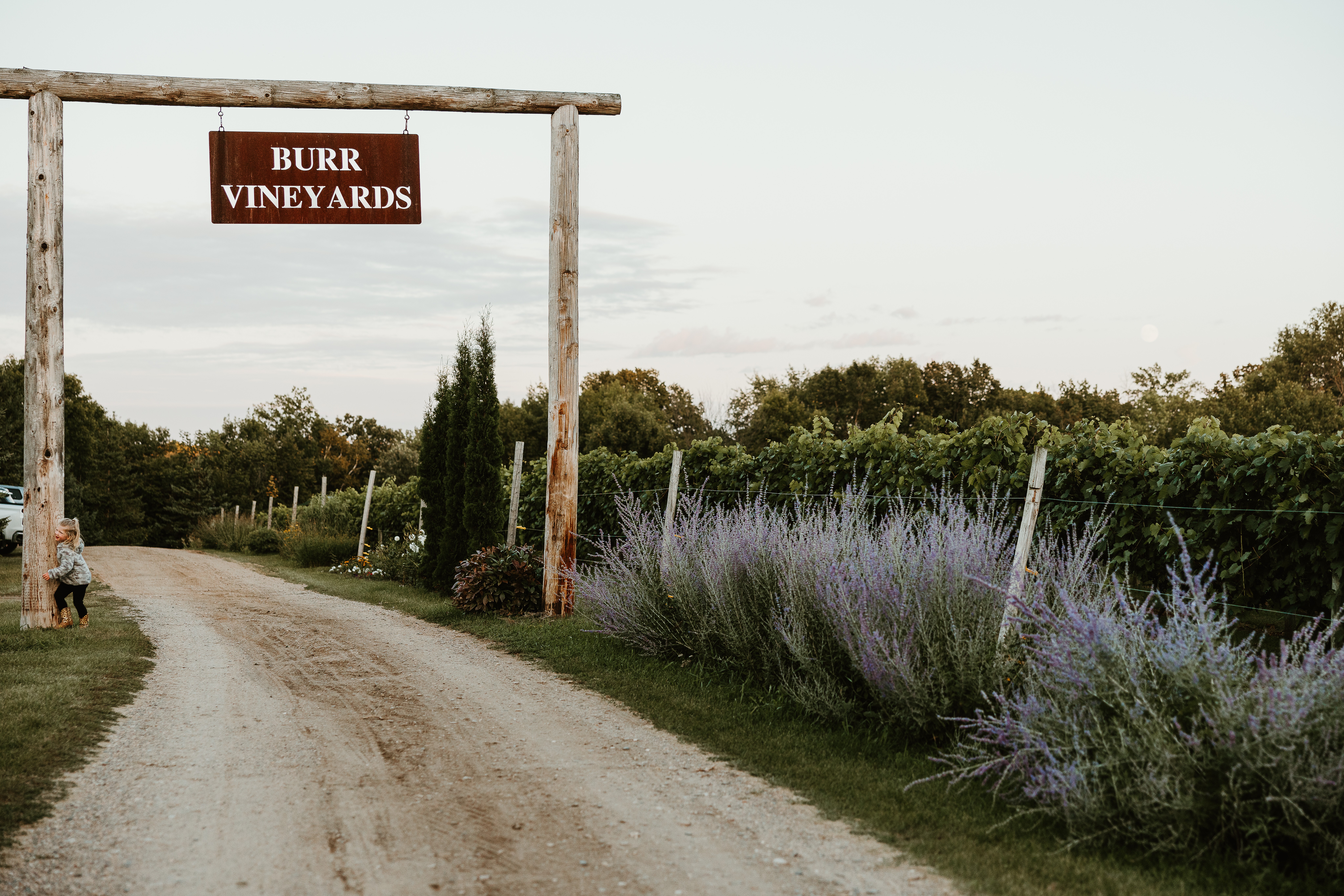 Dirt road leading to Burr Vineyards sign, surrounded by greenery and lavender plants, under a cloudy sky.