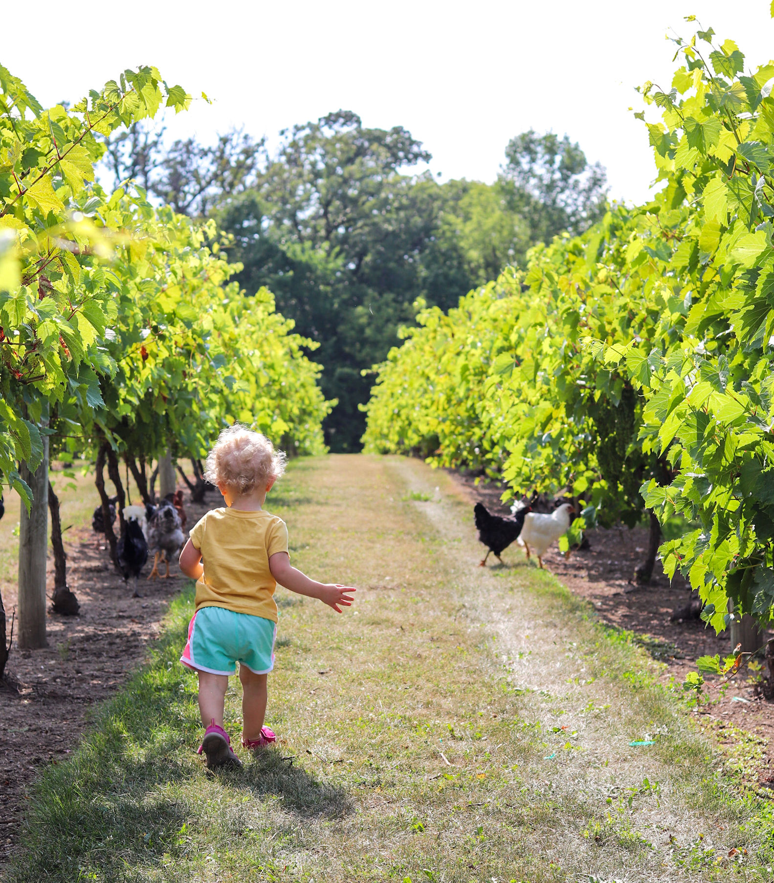 Child with curly hair walking on a grassy path between rows of green grapevines, with chickens nearby, in a vineyard.