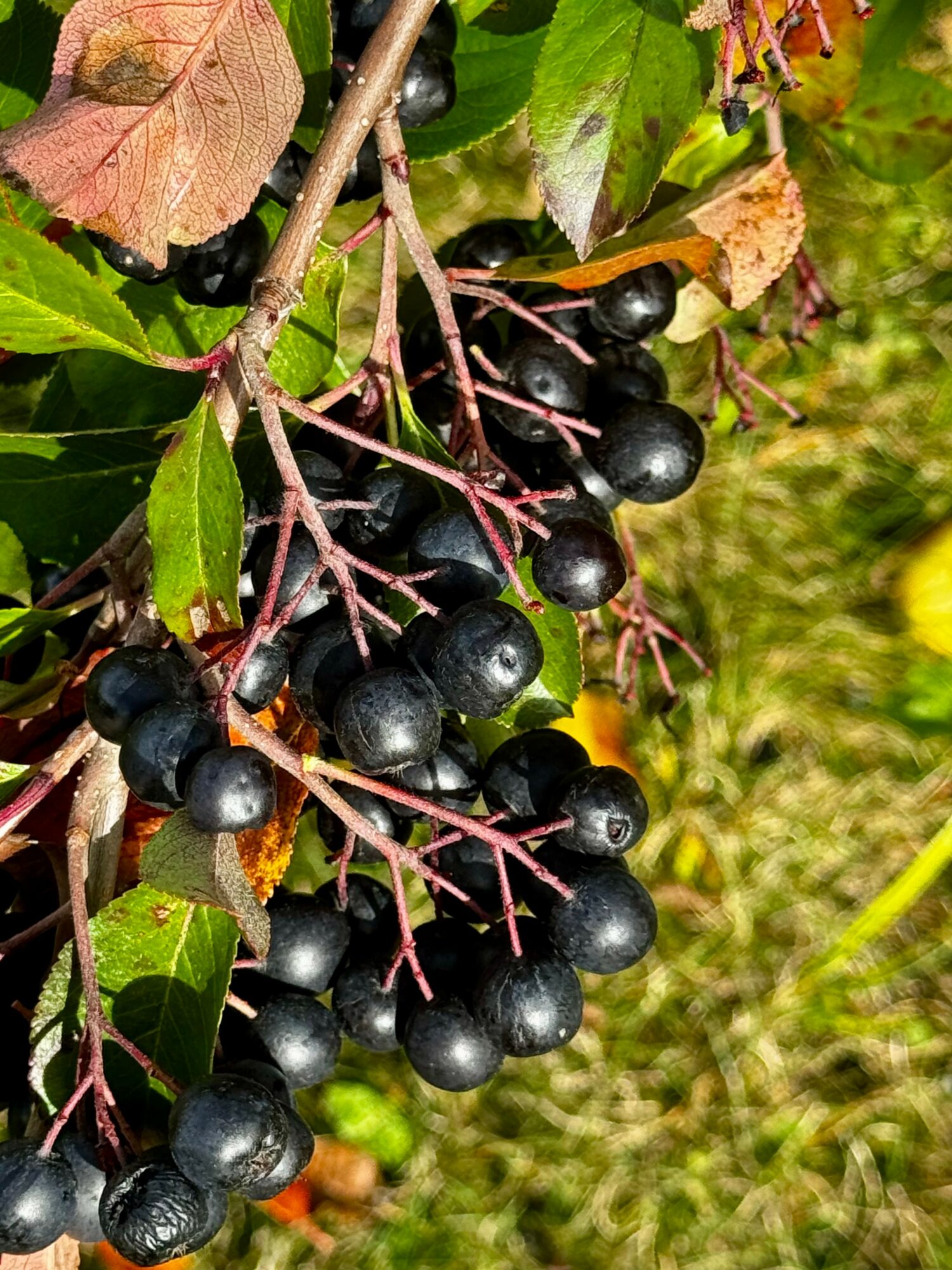 Black berries on a branch with green leaves, some leaves are brown and yellow, background is grassy.